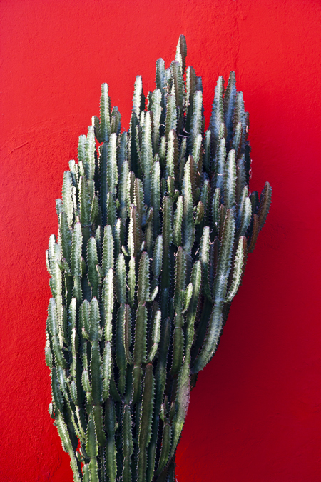 Cactus