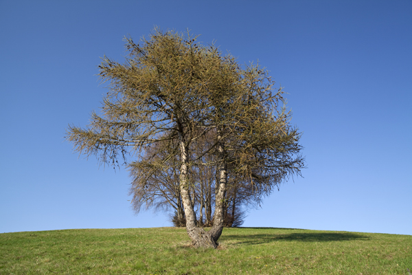 albero_todesci